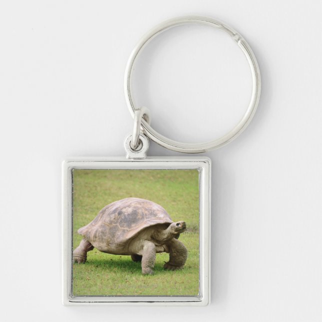 Riesige Schildkröte, die auf Gras geht Schlüsselanhänger (Vorne)
