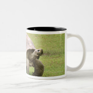 Riesige Schildkröte, die auf Gras geht Zweifarbige Tasse