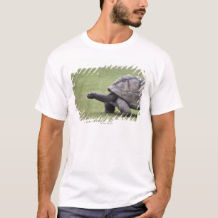 Riesige Schildkröte im Gras T-Shirt