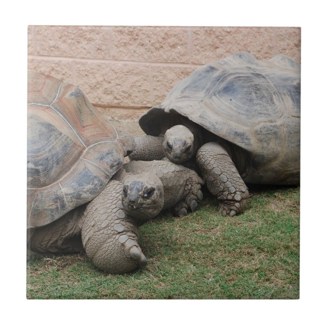 riesige Schildkröten Fliese (Vorderseite)