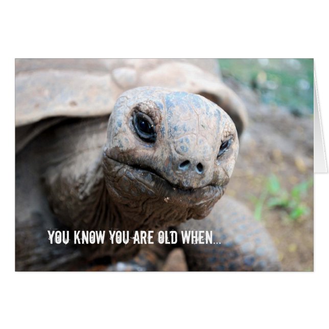 Riesige Schildkröten-Gedächtnis-Versehen (Vorderseite (Horizontal))