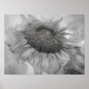 Riesige Sonnenblume im Vintage-Stil Schwarz-Weiß-K Poster