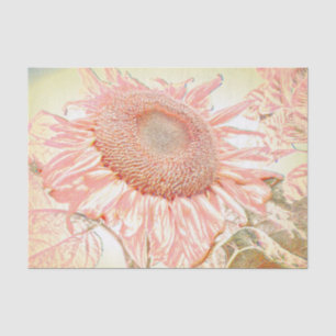 Riesige Sonnenblume Vintage Pastellrosa Kunst Deco Seidenpapier