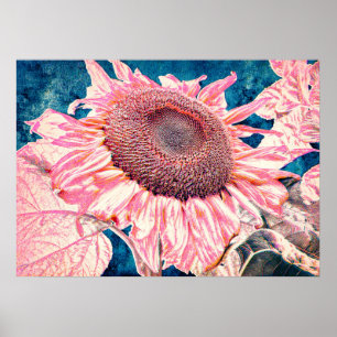Riesige Sonnenblumen Pink Türkis Blau Vintage Poster