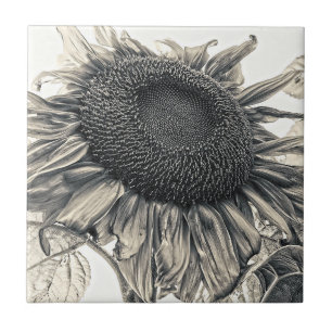 Riesige Sonnenblumen Vintage Antike Sepia Florale  Fliese