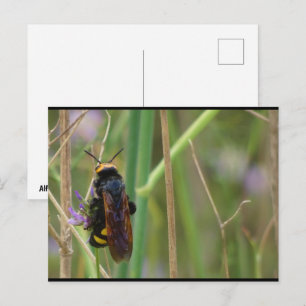 Riesige Wespe auf Stiel Postkarte