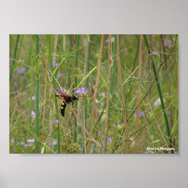 Riesige Wespe im Flug Poster (Vorne)