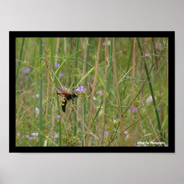 Riesige Wespe im Flug Poster (Vorne)