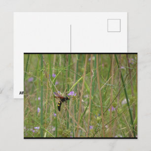 Riesige Wespe im Flug Postkarte