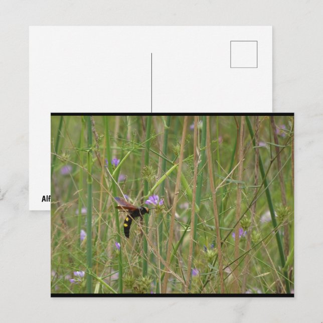 Riesige Wespe im Flug Postkarte (Vorne/Hinten)