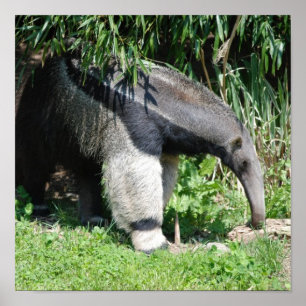 Riesiger Anteater-Plakat Poster