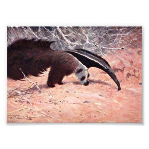 Riesiger Anteater-Vintage Illustration Fotodruck