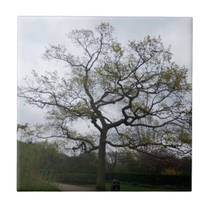Riesiger Baum Kleine (4,25" x 4,25") Keramik Foto  Fliese