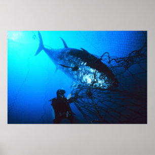 Riesiger Bluefin-Thunfisch gefangen in einem Netz Poster