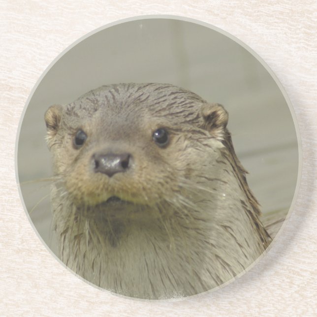 Riesiger Fluss-Otter-Untersetzer Untersetzer (Vorne)