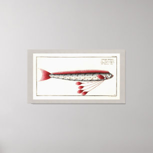Riesiger Oarfish-Vintager Druck Leinwanddruck