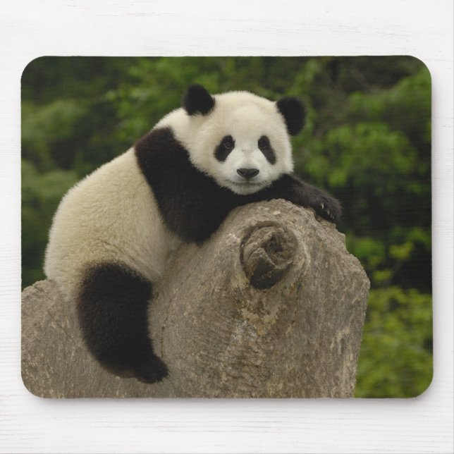 Riesiger Panda-Baby Mousepad (Vorne)