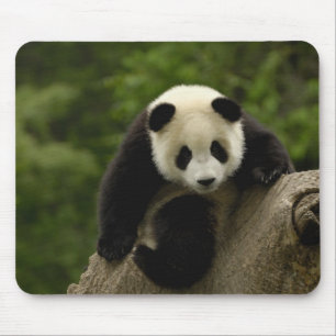 Riesiger Panda-Baby Mousepad