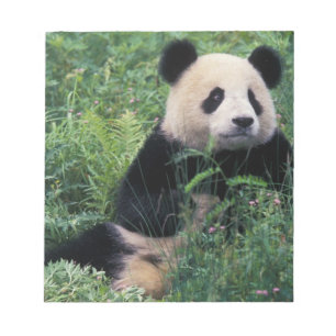 Riesiger Panda im Gras, Wolong-Tal, Sichuan Notizblock