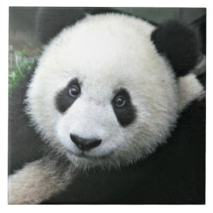Riesiger Panda ruht auf einer grünen Wiese Fliese