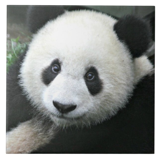 Riesiger Panda ruht auf einer grünen Wiese Fliese (Vorderseite)