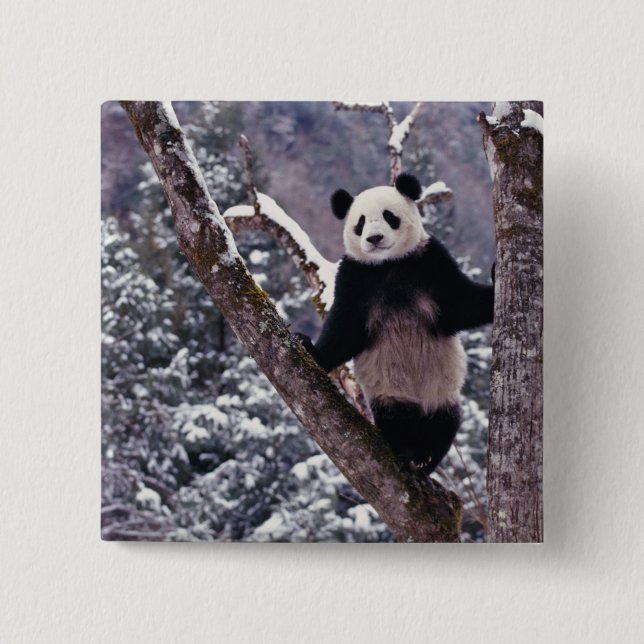 Riesiger Panda steht auf einem Baum, Wolong, Sichu Button (Vorderseite)