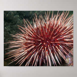 Riesiger Roter Seeigel - Fine Art Print Poster