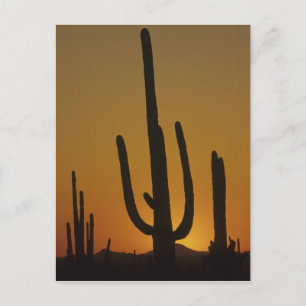 Riesiger Saguaro-Kaktus Cereus giganteus), Postkarte
