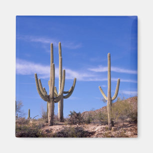 Riesiger Saguaro-Kaktus mit mehreren Armen, Saguar Magnet