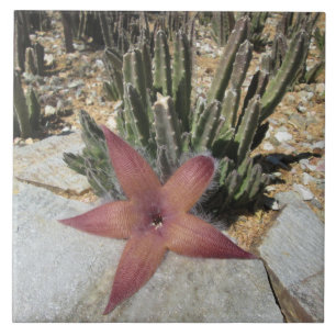 Riesiger Starfish-Kaktus Fliese