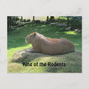 Riesiges Capybara Postkarte