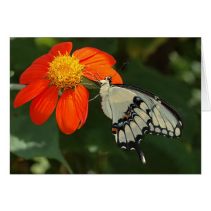 Riesiges Frack auf Blume