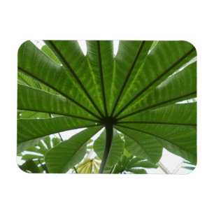 Riesiges Green Leaf 3"x4 Magnet