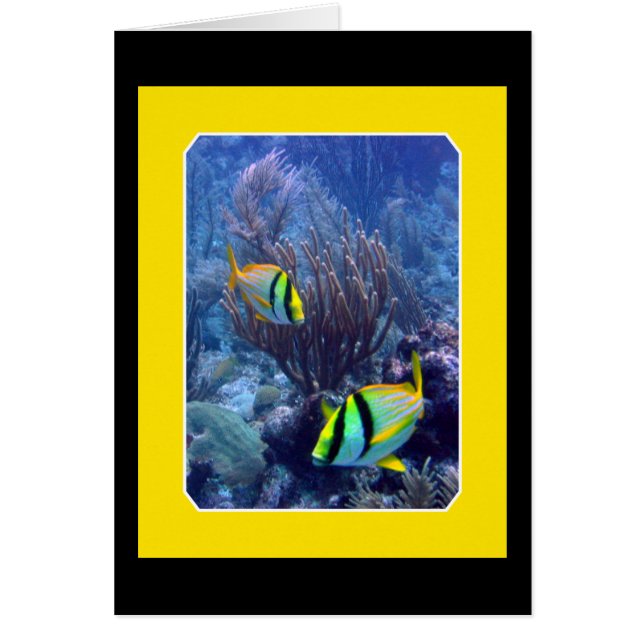 Riff - Ambergise Caye - Belize (Vorne)