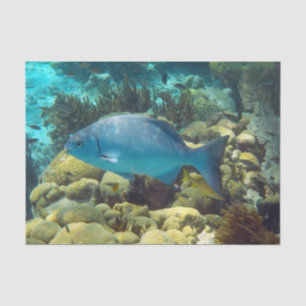 Riff-Fische Seidenpapier