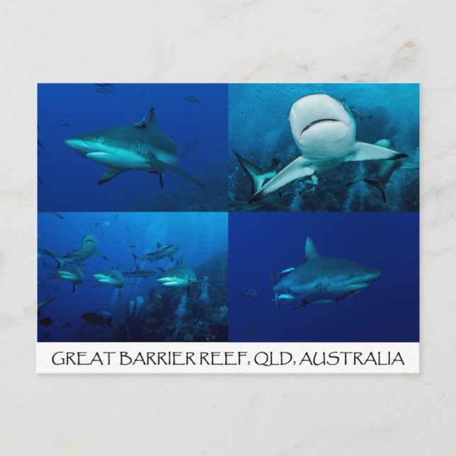 Riff-Haifische auf dem Great Barrier Reef Postkarte (Vorderseite)
