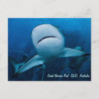 Riff Shark Great Barrier Reef Korallenriff Geschen