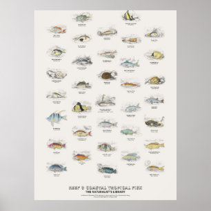 Riff- und Küsten-Tropenfische - Naturalist's Libra Poster