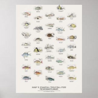 Riff- und Küsten-Tropenfische - Naturalist's Libra Poster