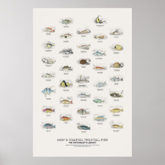 Riff- und Küsten-Tropenfische - Naturalist's Libra Poster