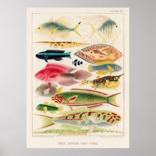 Rifffische von Riffen aus Australien Poster