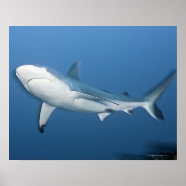 Riffhai (Carcharhinus amblyrhynchos) Poster (Vorne)