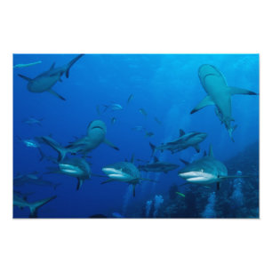 Riffhai Great Barrier Reef Korallenmeer Fotodruck