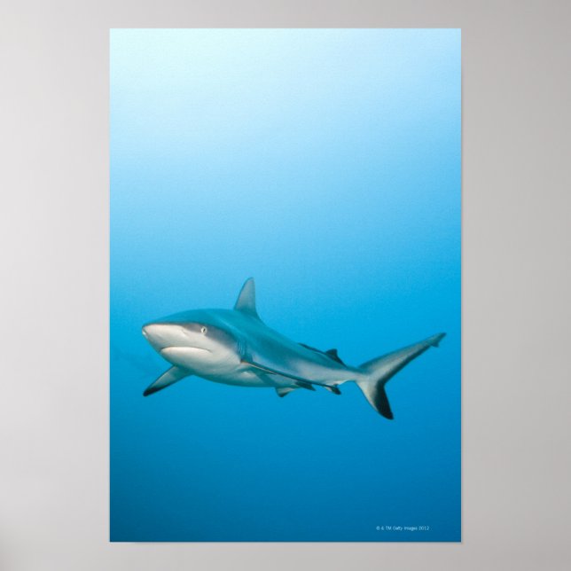 Riffhaie (Carcharhinus amblyrhnchos) Poster (Vorne)