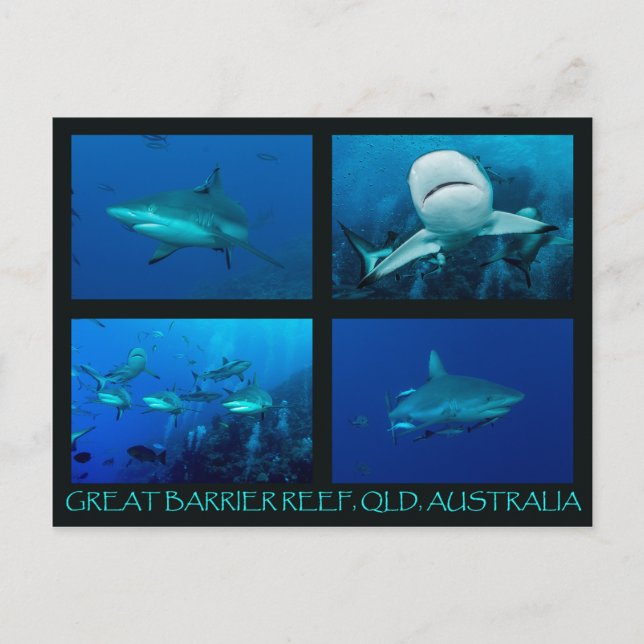 Riffhaie des Korallenmeeres Postkarte (Vorderseite)