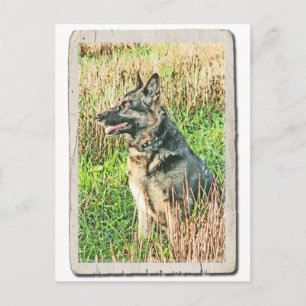 Rin Tin Tribute Postkarte