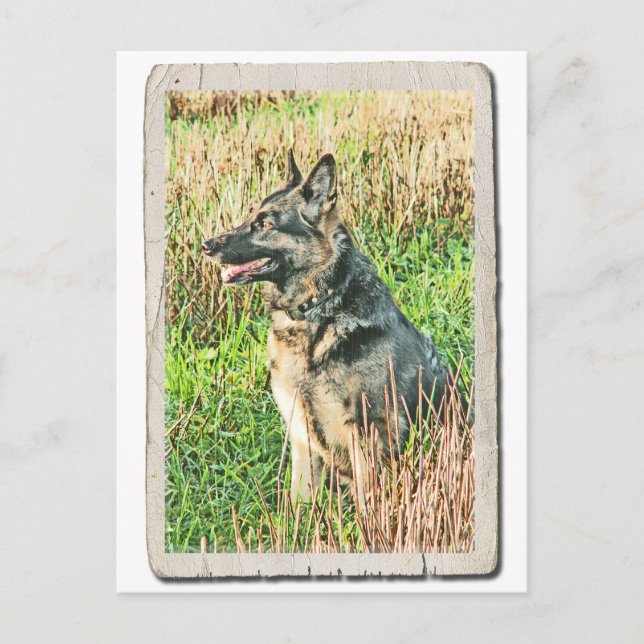 Rin Tin Tribute Postkarte (Vorderseite)