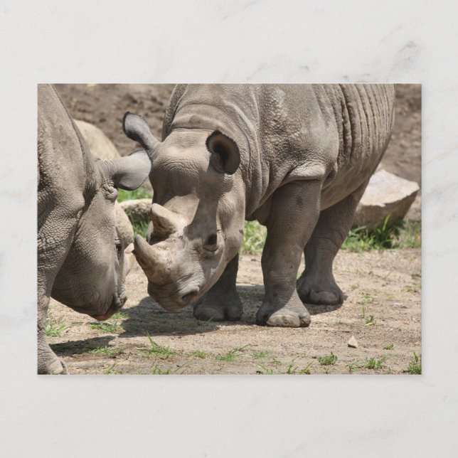 Rinamic Duo Postkarte (Vorderseite)