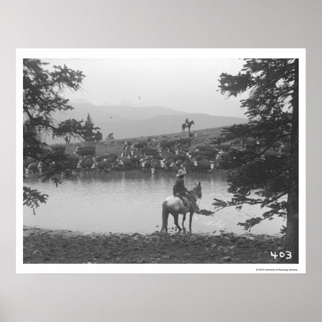 Rinder an einem Teich mit zwei Cowboys. Poster (Vorne)