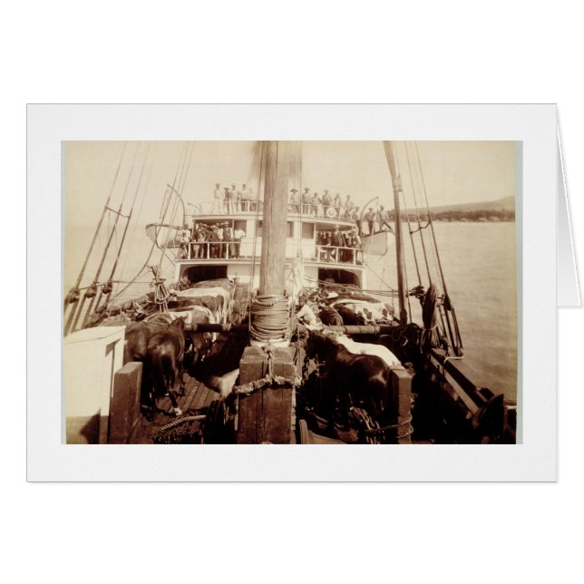 Rinder auf der 'W.G. Hall', Hawaii, 1890er (Vorderseite (Horizontal))